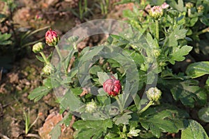 red colored chrysantheme rot tautropfen flower on farm