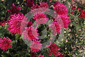 red colored chrysantheme rot tautropfen flower on farm