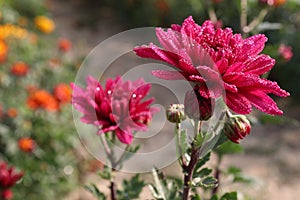 red colored chrysantheme rot tautropfen flower on farm