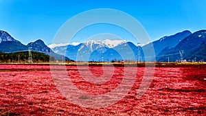 Red colored Cranberry fields near Pitt Meadows with the Snow Capped Peaks of the Golden Ears in the Coast Mountains photo