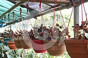 red colored false shamrock tree plant