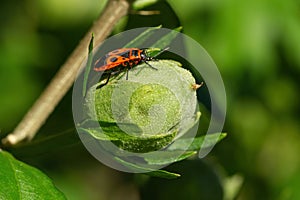 A red colored firebug on green mallow pod