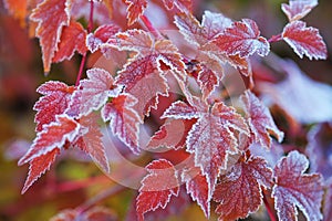 Red colored frosetd leaves of Physocarpus opulifolius diabolo