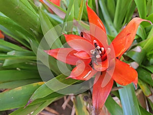 Red colored Guzmania lingulata flower close up view outdoor
