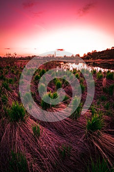 Red colored landscape of swamp with marshes at sunset