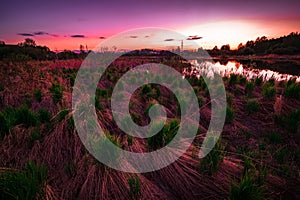 Red colored landscape of swamp with marshes at sunset