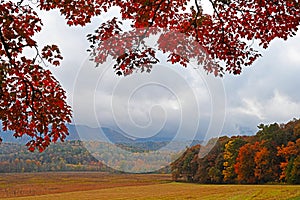 Red colored leaves frame an open field in Cades Cove.