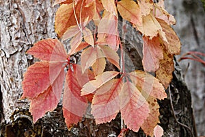 The red colored leaves of the maiden vine on the trunk of a pine tree