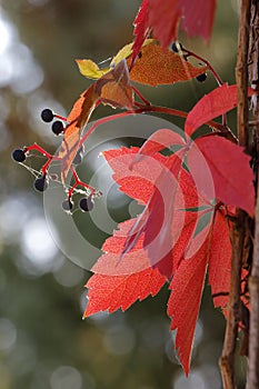 The red colored leaves of the maiden vine on the trunk of a pine tree