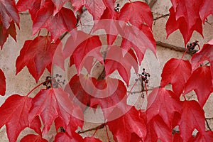 The red colored leaves of wild vine on a wall