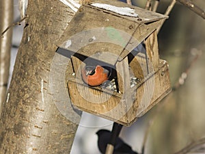 Red-colored Male of Eurasian Bullfinch Pyrrhula pyrrhula, close-up portrait at bird feeder, selective focus, shallow DOF