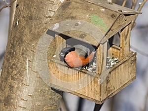 Red-colored Male of Eurasian Bullfinch Pyrrhula pyrrhula, close-up portrait at bird feeder, selective focus, shallow DOF