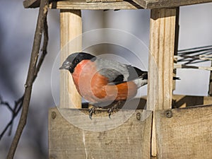 Red-colored Male of Eurasian Bullfinch Pyrrhula pyrrhula, close-up portrait at bird feeder, selective focus, shallow DOF