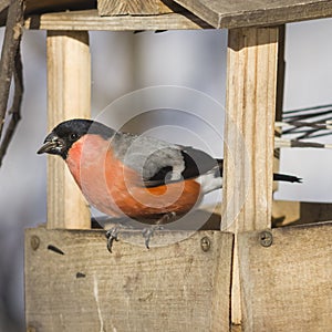 Red-colored Male of Eurasian Bullfinch Pyrrhula pyrrhula, close-up portrait at bird feeder, selective focus, shallow DOF