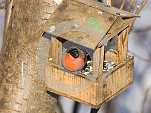 Red-colored Male of Eurasian Bullfinch Pyrrhula pyrrhula, close-up portrait at bird feeder, selective focus, shallow DOF