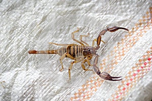 Red-colored poisonous scorpion