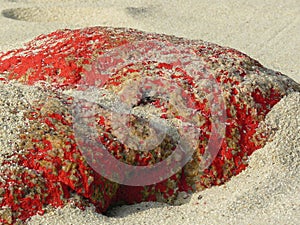 Red colored rock on the beach covered with sand