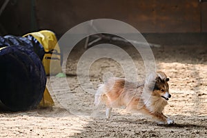 Red colored sheltie dog runs out of tunnel and sand flies from under its paws. Speed and agility, sports. Shetland Shepherd Dog.