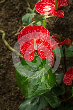 Red colored spathe, painter palette plant