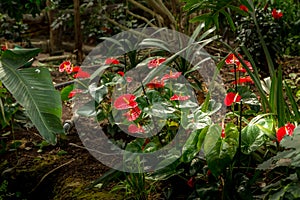 Red colored spathe, painter palette plants