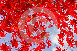 Red colorful autumnal maple leaves, blue sky background