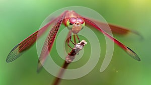 red colorful dragonfly on a branch, macro photography of this gracious and fragile Odonata, beautiful predator