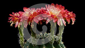 Red Colorful Flower Timelapse of Blooming Cactus Opening