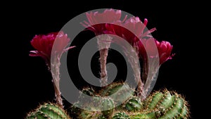 Red Colorful Flower Timelapse of Blooming Cactus Opening