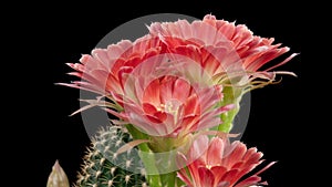 Red Colorful Flower Timelapse of Blooming Cactus Opening