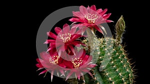 Red Colorful Flower Timelapse of Blooming Cactus Opening