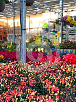 Red colorful flowers for sale at nursery