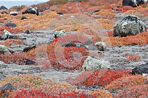 Red colorful shrubs in Plaza Sur island, Galapagos Islands, Ecuador