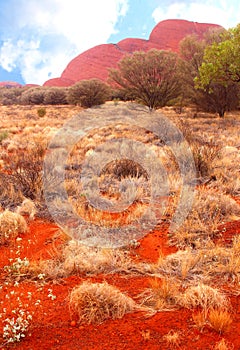 Surreal red Olgas mountains (Unesco), Uluru Kata Tjuta National Park, Australia photo