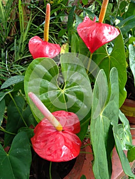 Red colour anthurium blooms in the garden