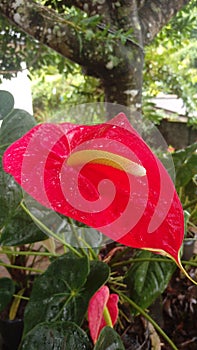 Red colour beautiful anthurium flower