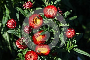 Red colour daisy flowers