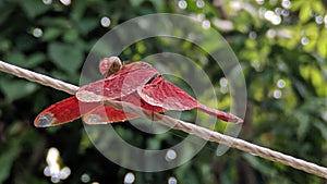 A red colour dragonfly is above the rope