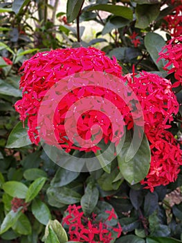 Red colour flower  in  shivanti