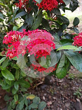 Red colour flower  in  shivanti