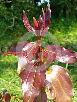 Red colour leafs grow on a plant