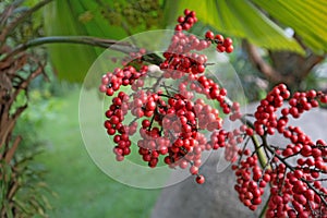 The red colour sealing wax palm fruits, Cyrtostachys renda, growing in a garden. Beautiful red berries on a palm tree photo