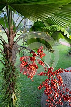 The red colour sealing wax palm fruits, Cyrtostachys renda, growing in a garden. Beautiful red berries on a palm tree