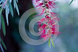 A red colour spiky bottlebrush bush Callistemon ,Sydney,Australia