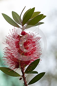 A red colour spiky bottlebrush bush Callistemon ,Sydney,Australia