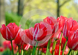 Red colour tulips reflecting the sun at Keukenhof Gardens, Lisse, South Holland. Photographed in HDR high dynamic range.