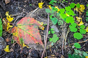 Red coloured autumn leaves of Maple tree fallen on ground with bright lemon green spring leaves foliage on black earth