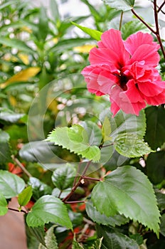 Red coloured double layer hibiscus flower on a potted plant in a balcony. Beauty in nature.