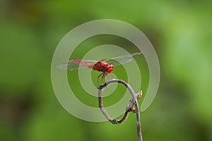 Red coloured Dragonfly portrait