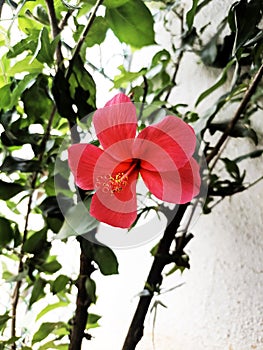 Red coloured flower