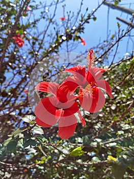 Red coloured hibiscus close-up. Buenos Aires, Argentina.